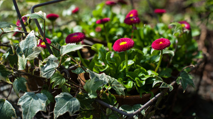 Obraz premium Garden Flowers