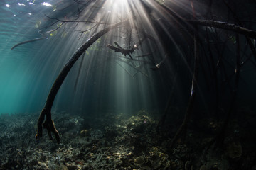 Sunbeams and Mangrove Forest in Raja Ampat