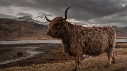 Zelfklevend Fotobehang Schotse hooglander Schotland