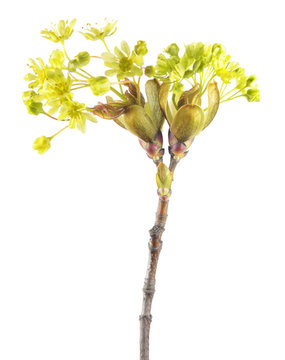 Branch of Norway maple (Acer platanoides) with flowers isolated on white background