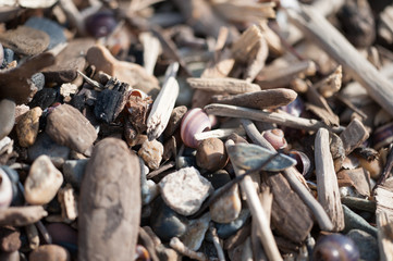 On the shore, stones, woks, wands, branches, texture.