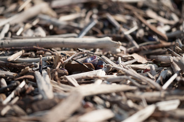 On the shore, stones, woks, wands, branches, texture.