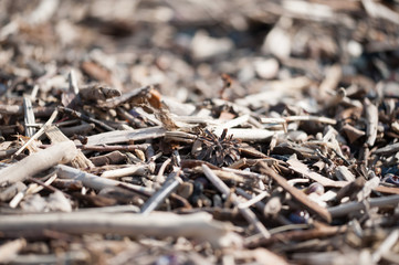 On the shore, stones, woks, wands, branches, texture.