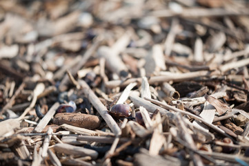 On the shore, stones, woks, wands, branches, texture.