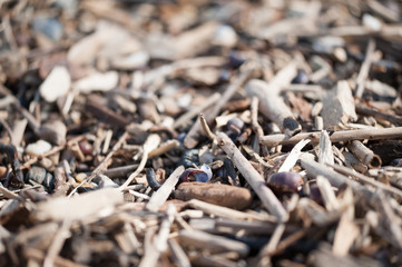 On the shore, stones, woks, wands, branches, texture.