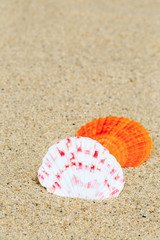 Fototapeta na wymiar Shell on sandy beach