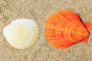 Shell on sandy beach
