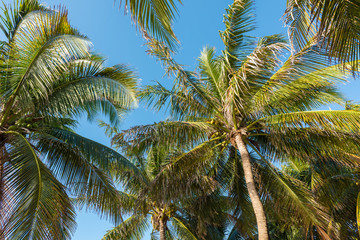 Fototapeta na wymiar Palm trees in Mahahual, Mexico