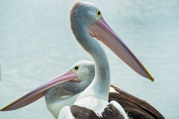 Australian pelicans facing opposite directions.