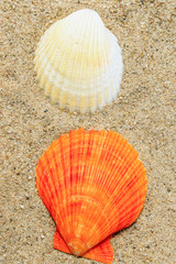 Shell on sandy beach