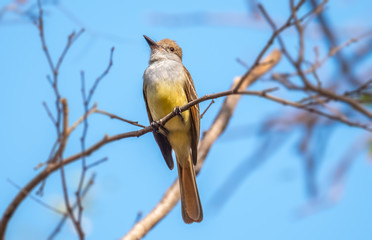 Tropical kingbird (Tyrannus melancholicus) on the branch over blue sky background.