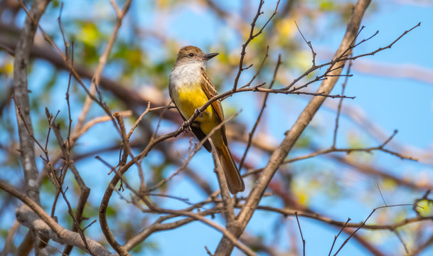 Tropical kingbird (Tyrannus melancholicus) on the branch over blue sky background.