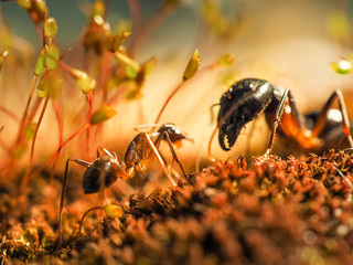 Red and black Ant was fighting on the leaves, Ant