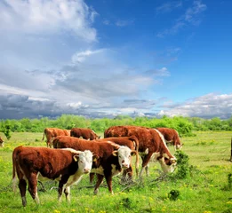 Crédence en verre imprimé Vache Cows grazing on pasture