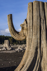 Dead tree that resembles an elephant