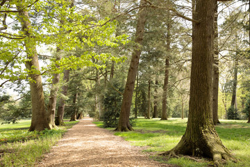 Fototapeta premium woodland