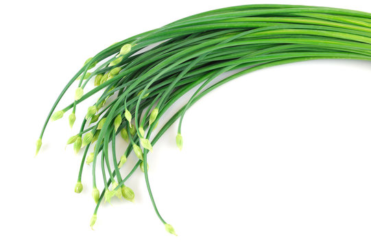 Fresh Chive Flower In A Bunch Isolated On White Background