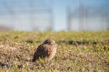 Burrowing Owl in grass 