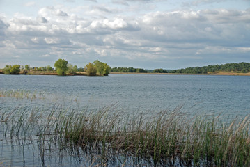 Lake Reeds