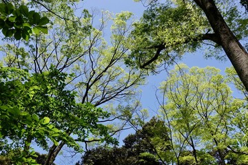 新緑の公園
