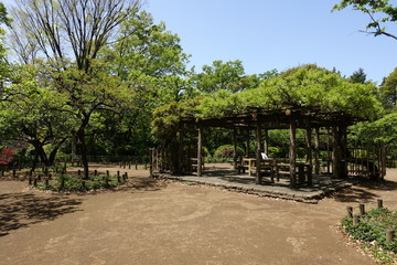 新緑の公園
