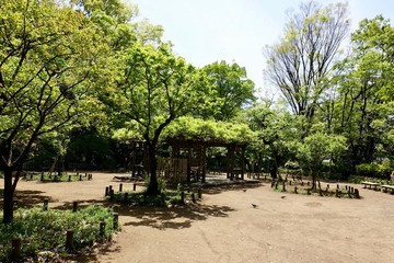 新緑の公園