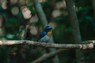 Hill Blue Flycatcher on a branch(