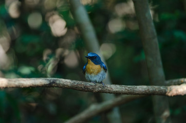 Hill Blue Flycatcher on a branch(