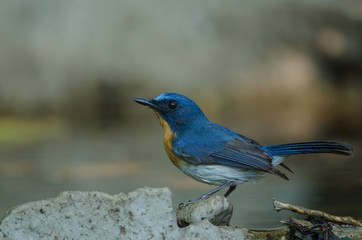 Hill Blue Flycatcher on a branch(