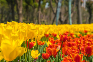 The high contrast of yellow and orange tulips garden