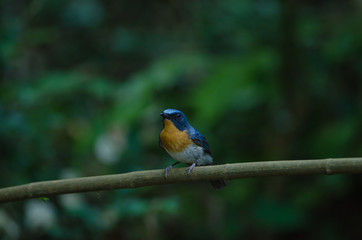 Hill Blue Flycatcher on a branch(