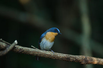 Hill Blue Flycatcher on a branch(