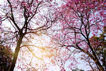Pink flower tree blooming in nature