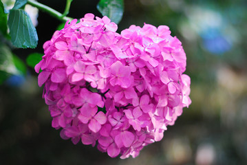 ハートのアジサイ