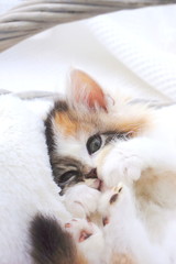 スコティッシュフォールド・立ち耳・キャリコ