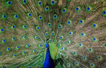 Obraz premium The eyes of the peacock