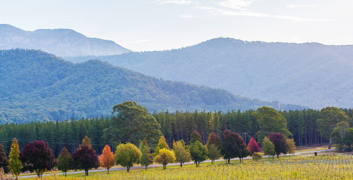 Autumn In Australia - Row Of Colorful Trees And Green Hills At Sunset