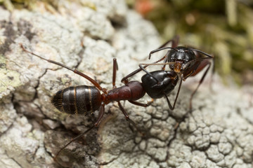 Aggressive ants on wood