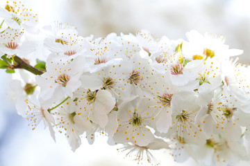 Spring blossom in the garden