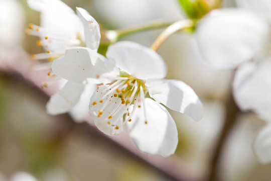 Apple tree flower in April