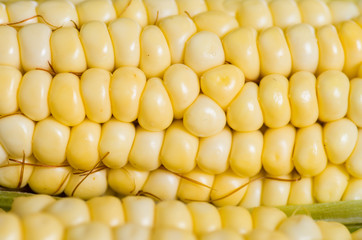A perfect yellow close up corncobs that are used for different ecuadorian dishes