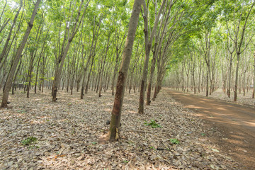 Rubber tree farming and plantation, agriculture Asia latex sap collection.