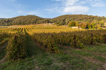 Fototapeta na wymiar Vineyard in Australia in Autumn with forested hills in background