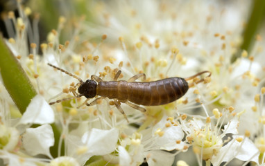 Earwig feeding on flower