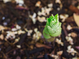 A lily plant emerges from the soil.
