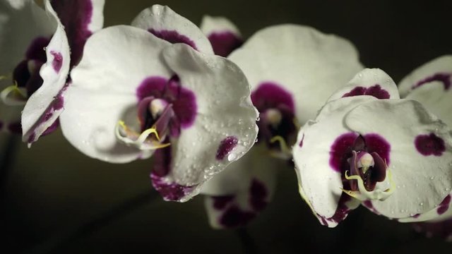 White with violet spots orchid phalaenopsis on a dark background waving from the drops of water.