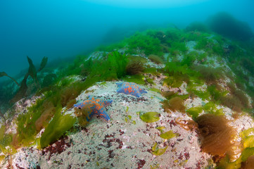 Beautiful reefscape