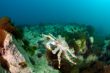 Fototapeta na wymiar King crab in the deep