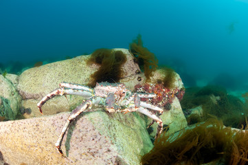 King crab in the deep