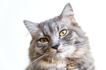cat looking